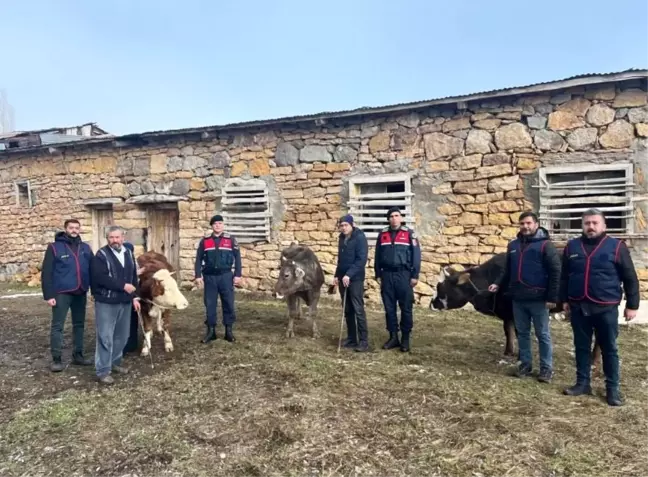 Sivas'ta Büyükbaş Hayvan Hırsızlığı: 4 Şüpheli Tutuklandı