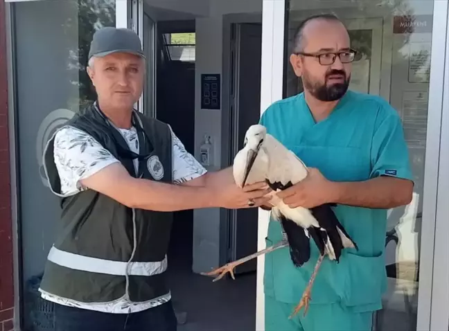 Denizli'de yaralı bulunan leylek tedavi edildi