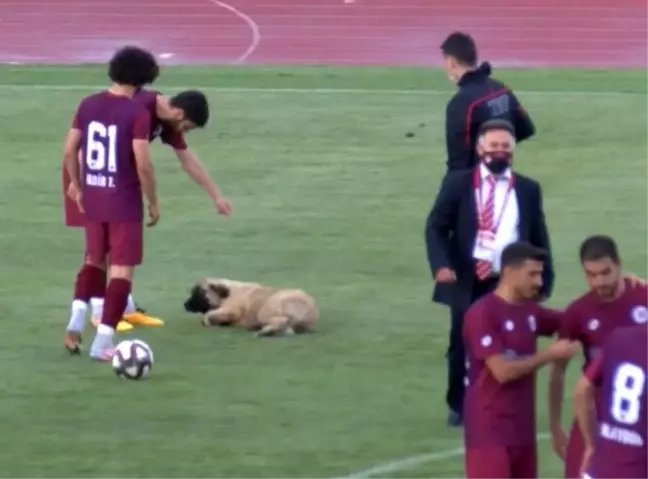 Sevimli köpek önce futbolcularla antrenman yaptı sonra sahadan çıkmadı