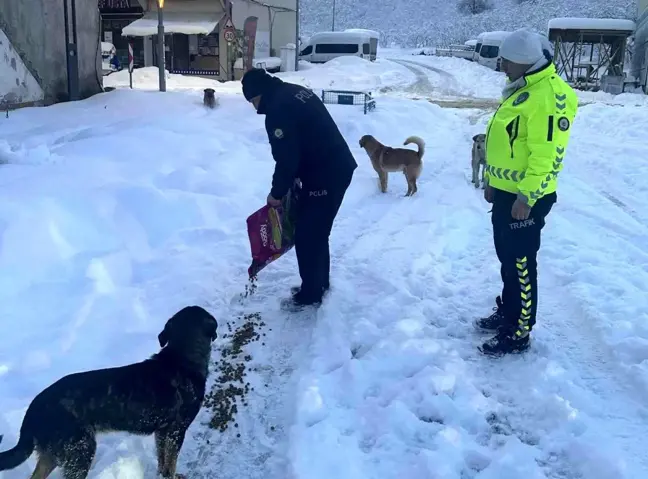 Ordu'da Sokak Hayvanları için Destekleyici Besleme Çalışması