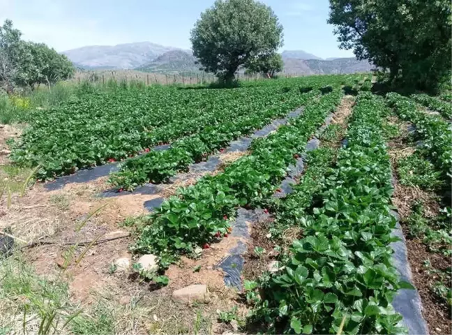 Sason'da Etkili Olan Yağışlar Çileği Vurdu