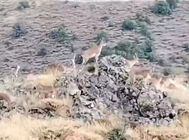 Malatya'da Yaban Keçileri Yol Kenarında Görüntülendi