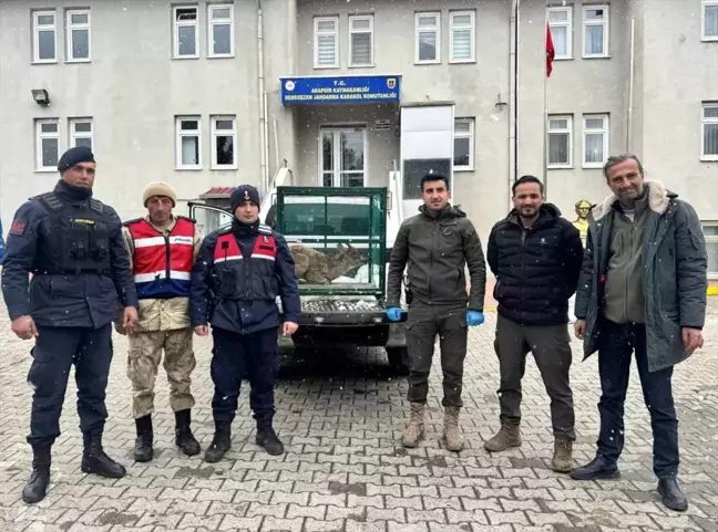 Yaralı Dağ Keçisi Malatya'da Tedavi Altına Alındı