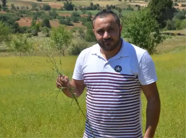 Denizli'de Ketencik Otu Tarımı