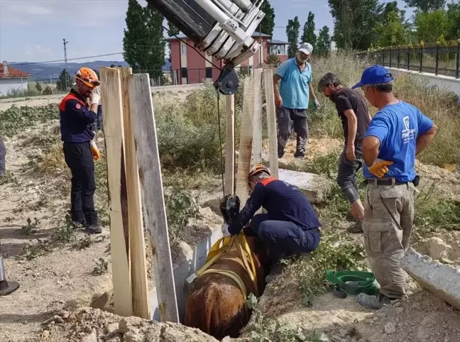 Sivas'ta Menfezden Düşen İnek Kurtarıldı