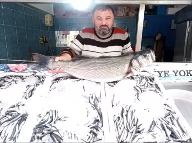 Türkeli'de 7 kiloluk levrek yakalandı