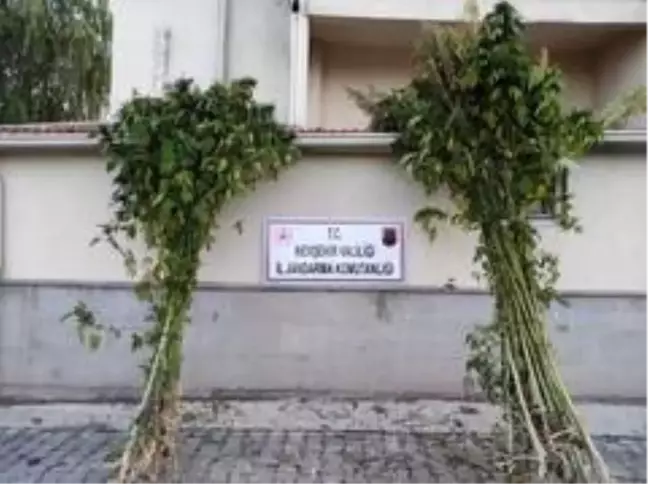 Son dakika haber! Özkonak'ta 94 kök Hint keneviri ele geçirildi