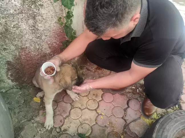 Yaralı yavru köpeği kurtarmak için 70 kilometre yol katetti