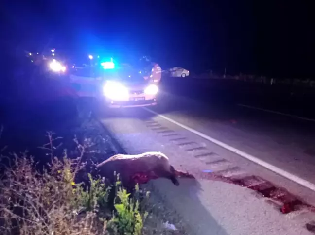 Yola çıkan domuz sürüsü kazaya neden oldu: 6 yaralı