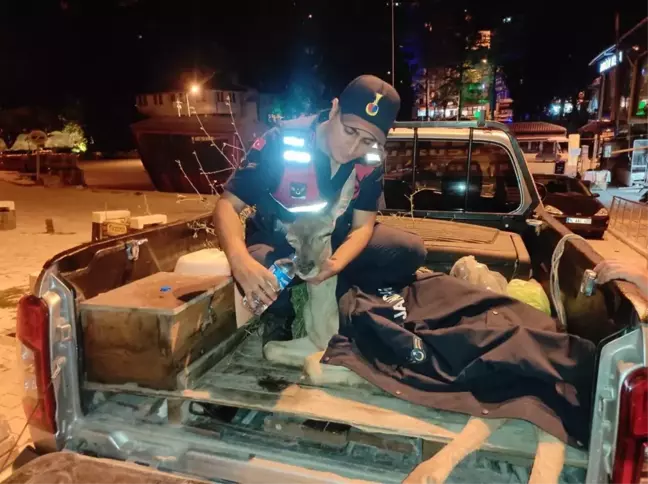 Son dakika haber: Bolu'da yaralı bulunan geyik tedavi edildi