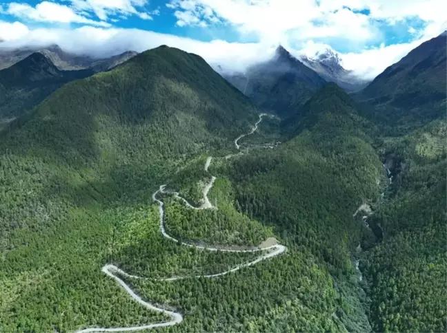 Çinli araştırmacılar Tibet'te Asya'nın en uzun ağacını keşfetti