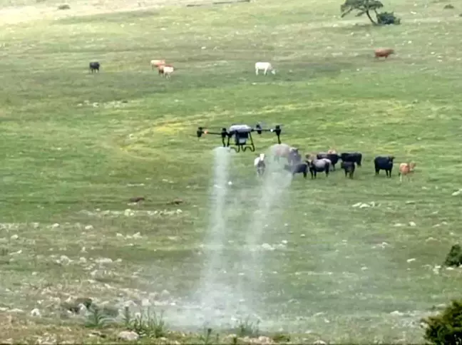 Manisa Büyükşehir Belediyesi, Kırkağaç'ta Çekirge İlaçlaması İçin Dron Kullanıyor