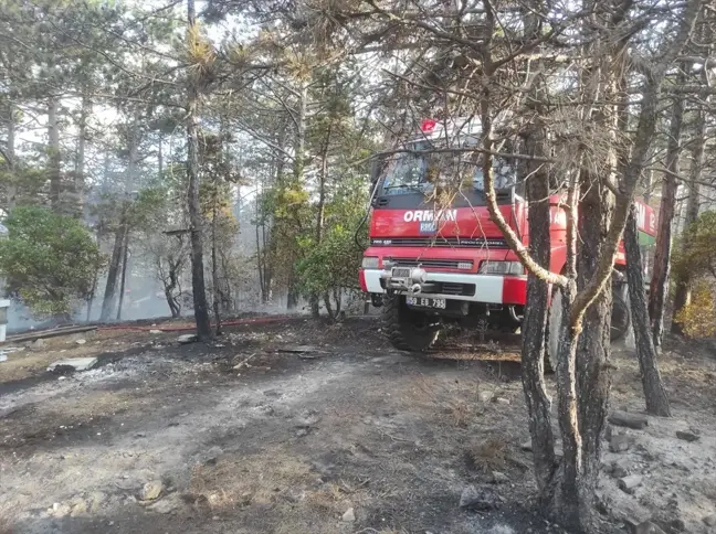 Tekirdağ Saray'da Orman Yangını: 1 Hektar Alan ve 20 Arı Kovanı Zarar Gördü