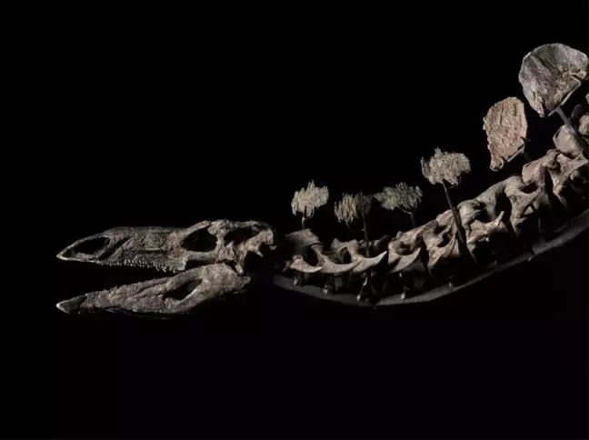 New York'ta Stegosaurus Fosili 44,6 Milyon Dolara Satıldı