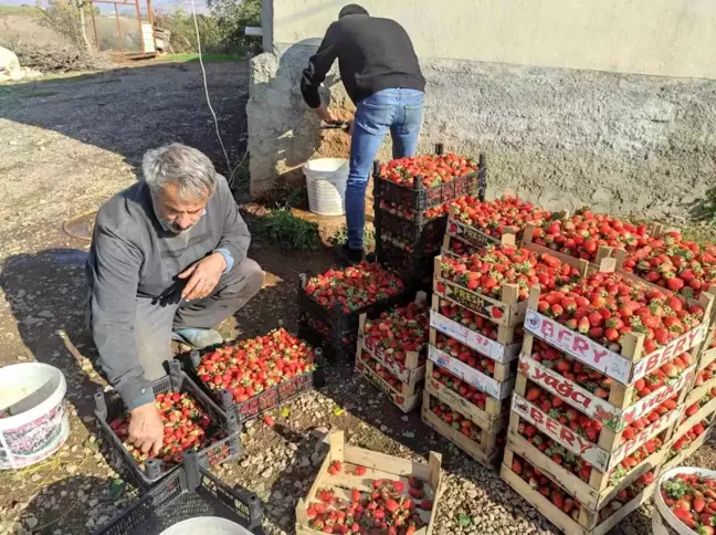 Batman Sason'da Organik Çilek Hasadı Başladı