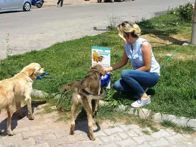 Ayvalık'ta Can Dostlara Otomatik Suluklar Kazandırılıyor