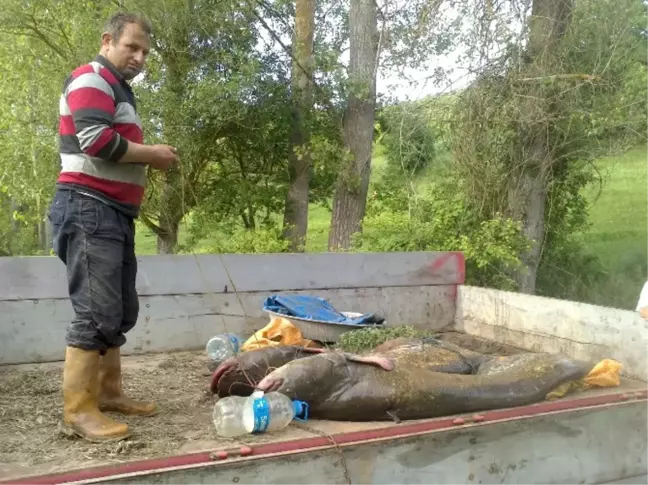 Meriç Nehri'nde 50 Kiloluk Yayın