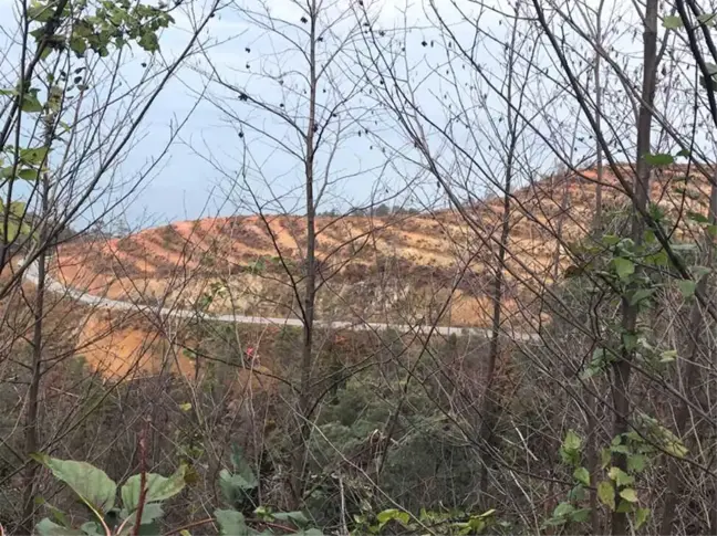 Yangında Zarar Gören Çamburnu'na 14 Bin Adet Sarıçam Fidanı Dikildi