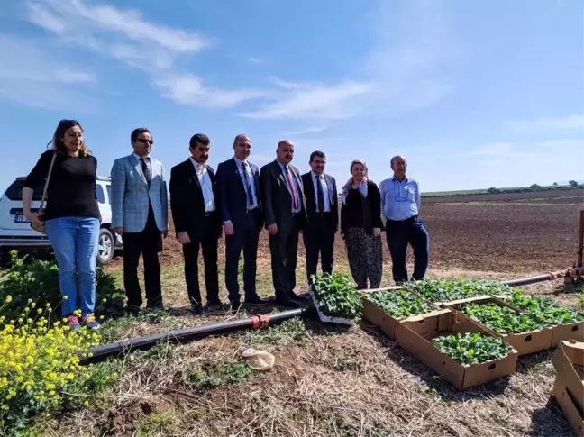 Bursa'da İlk Kez Karacabey'de Yetiştirilecek