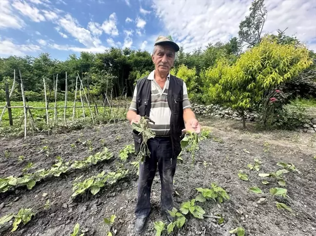 Çorum'un Kargı ilçesinde domuzlar sebze tarlasına zarar verdi