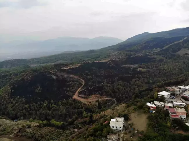 Hatay'da Orman Yangını: 95 Hektar Alan Zarar Gördü