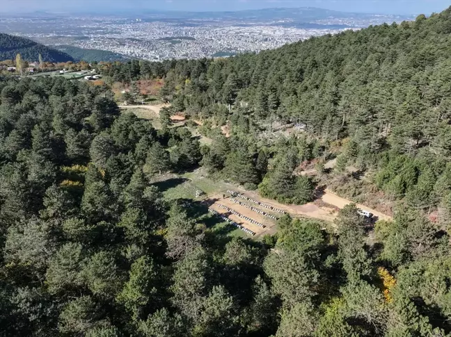 Dededen Toruna Arıcılık: Yiğit Şerbetçi'nin Kestane Balı Başarısı