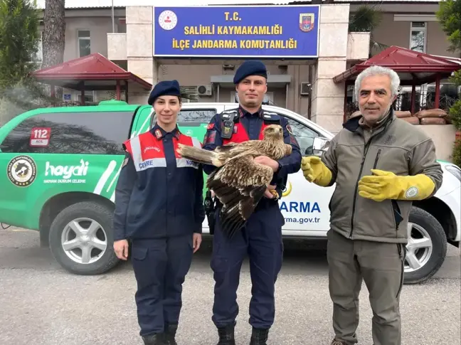 Yaralı Kızıl Şahin Jandarma Tarafından Kurtarıldı