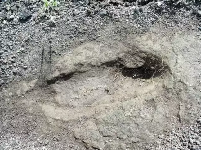 26 Bin Yıllık Fosil Ayak İzleri Korunmayı Bekliyor