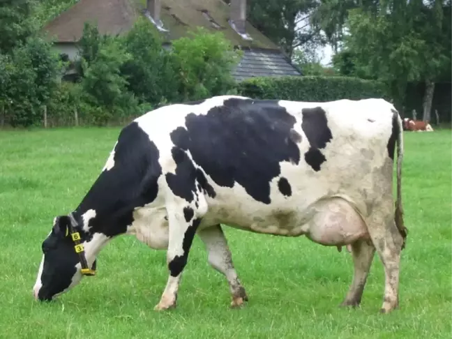 Hollanda İneği Kesimden Kurtuldu