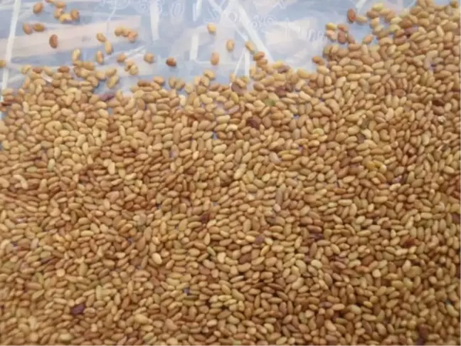 Tunceli'de Üreticilere Sertifikalı Yem Bitkisi Tohumu Dağıtımı