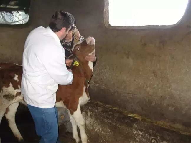 Küpesiz Hayvanların Küpelenmesi İçin Yeni Bir Şans