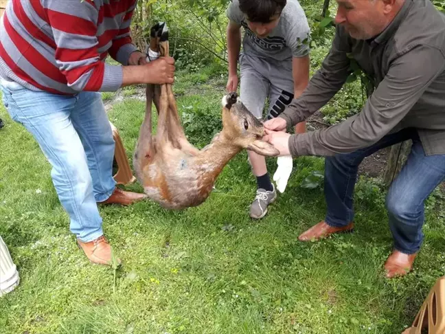 Gebe Karacayı Vatandaşlar Kurtardı
