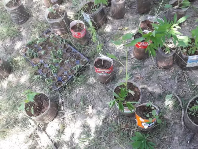 Antalya'da Kenevir Operasyonu