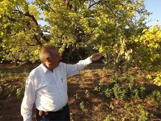 Susuzluktan Kayısı Ağaçları ve Ekinlerin Kuruduğu İddiası