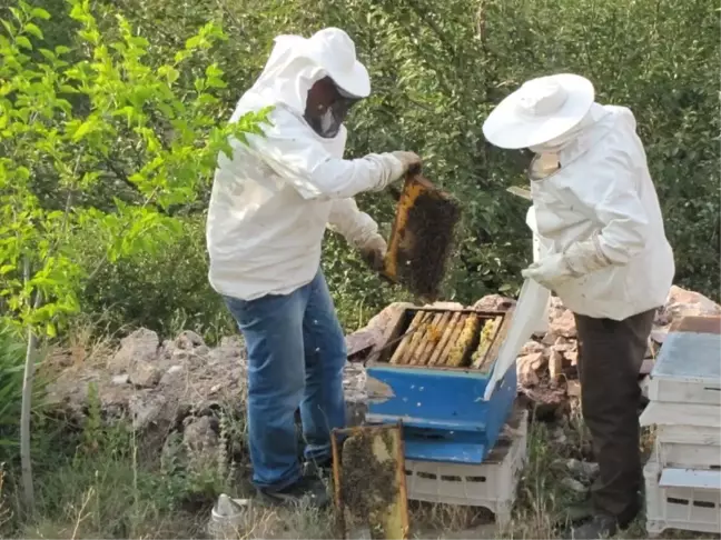 Karbasan Köyü Arıcıların Yeni Gözdesi