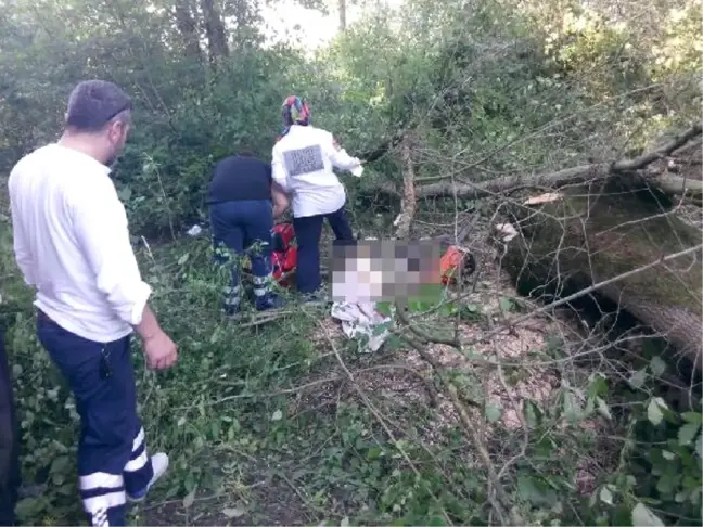 Kestiği Ağaç Üzerine Devrilen Orman İşçisi Öldü