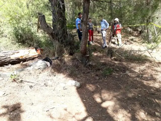 Kestiği Ağacın Altında Kalarak Öldü