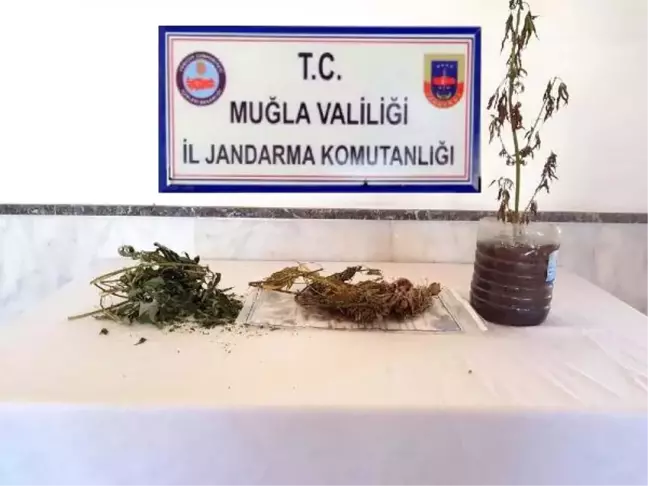Muğla'da 2 Ahırda Esrar Hintkeneviri Ele Geçti, 2 Gözaltı
