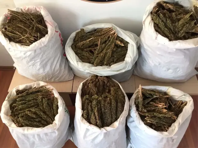 Bitlis'te 46 Kilo Esrar Ele Geçirildi