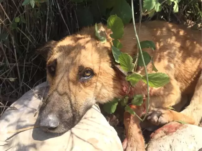 Köpeği, Av Tüfeğiyle Boynundan Vurdular