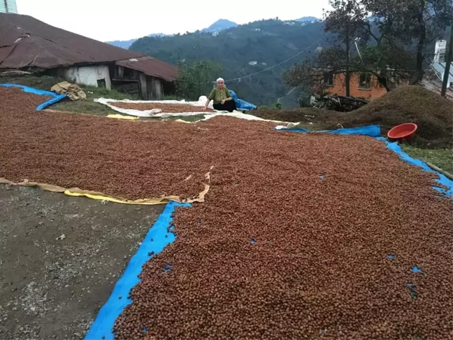 Üreticiler Harmanlarda