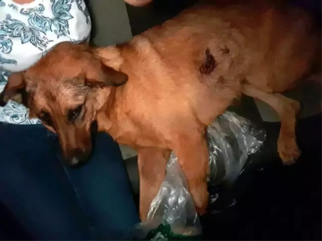 Antalya'da Sokak Köpeğine Kurşun Yağmuru