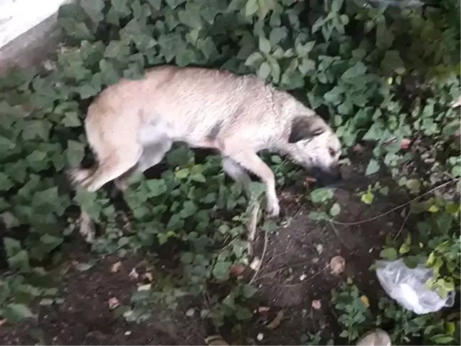 Muğla'da Köpek Katliamı