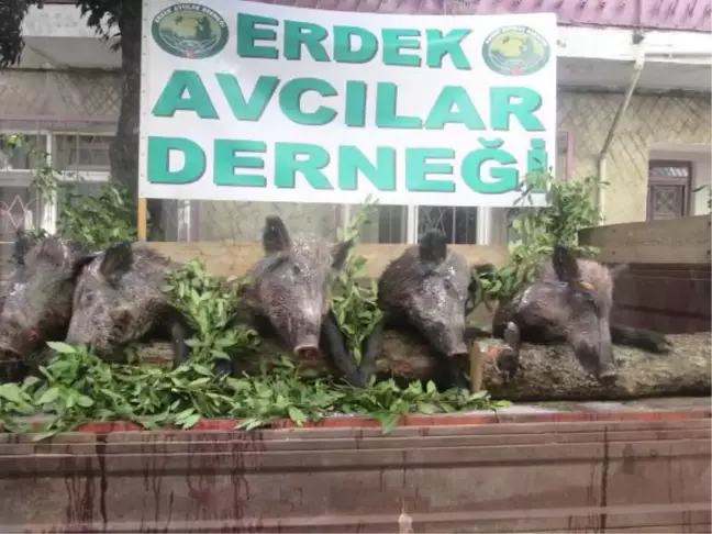 Erdek'te Tören Alanından Geçişi Yapılan Ölü Domuzlar, İlginç Görüntüler Oluşturdu