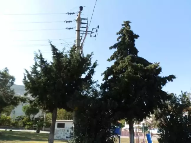 Foça'da Ağaç Budama Tepkisi