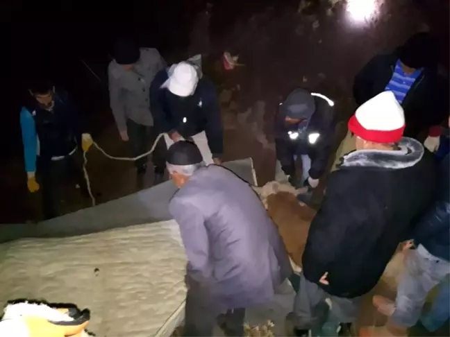 Çukura Düşen İnek, Köylülerin Yardımı ile Kurtarıldı
