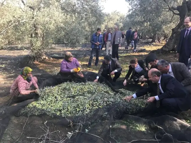 Havran Protokolü Zeytin Topladı