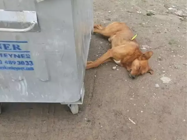 Gölköy'de Köpeklerin Öldürülmesine Soruşturma