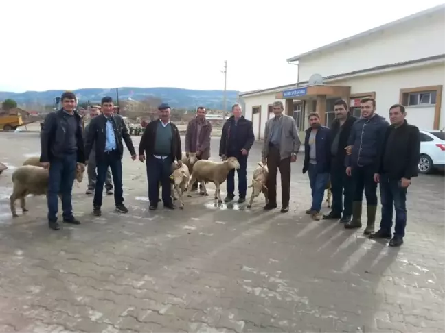 Selendi'de Yetiştiricilere Damızlık Koç Dağıtıldı
