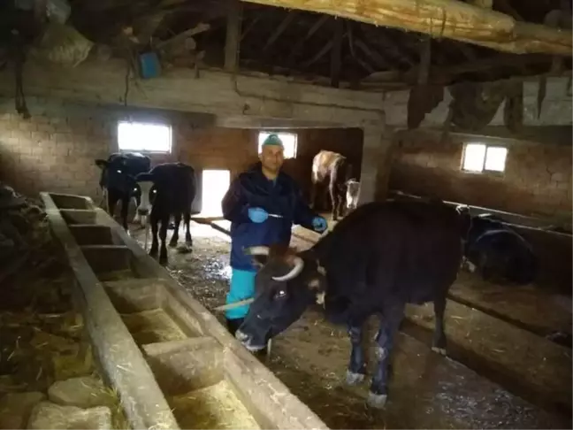 Isparta Eğirdir'de Şap Hastalığı Önlemi